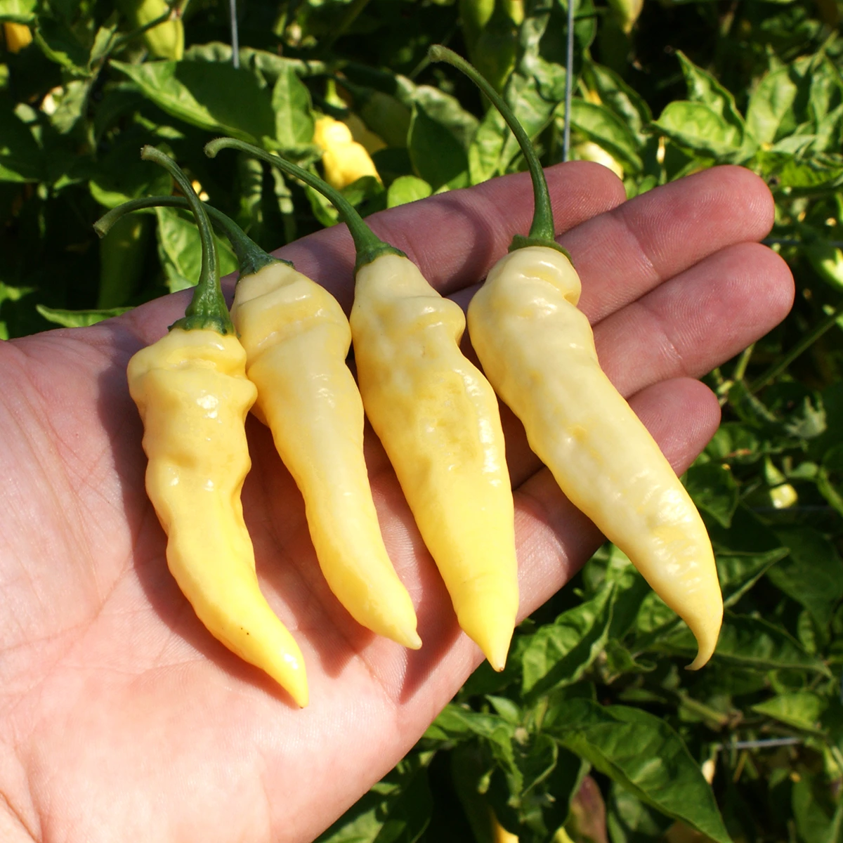 Devil’s Tongue White – Image 2
