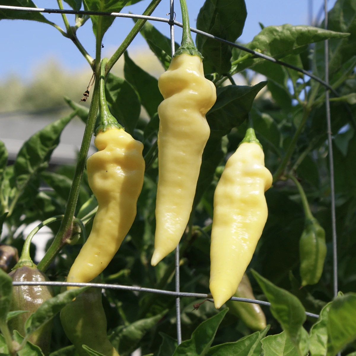 Devil’s Tongue White – Image 3