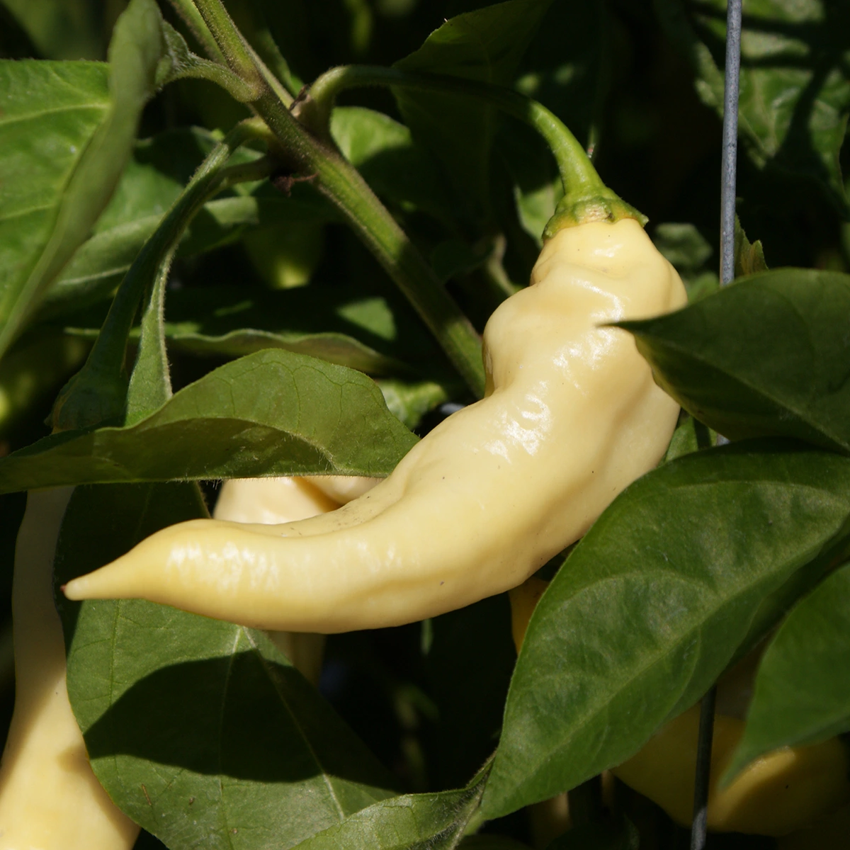 Devil’s Tongue White – Image 4