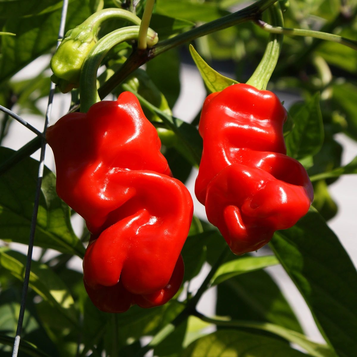 Dragon’s Toe – Image 3