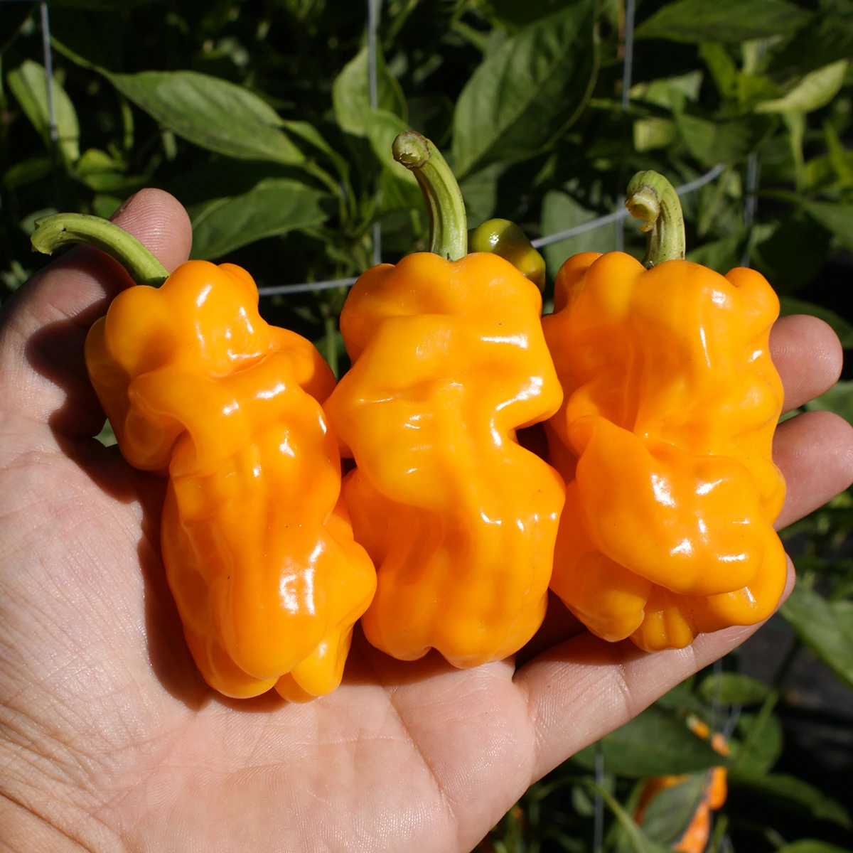 Dragon’s Toe Yellow – Image 2