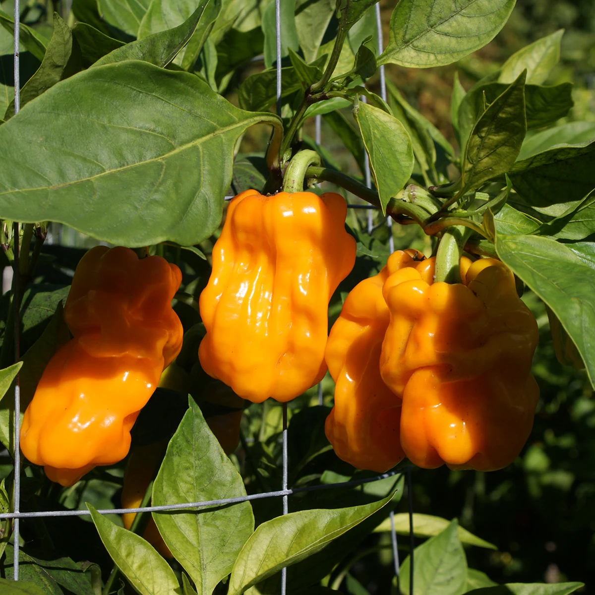 Dragon’s Toe Yellow – Image 3