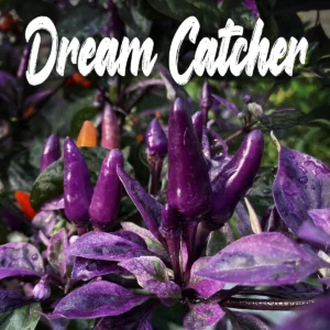 Dream Catcher