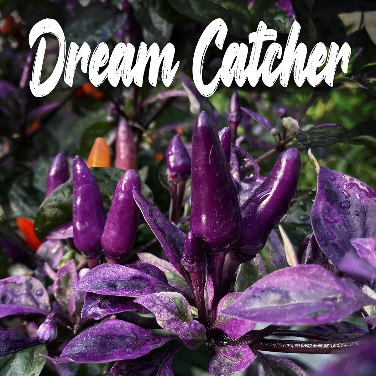 Dream Catcher