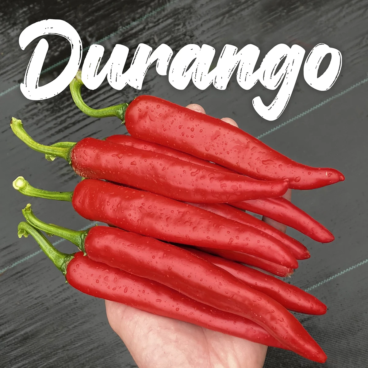 Durango