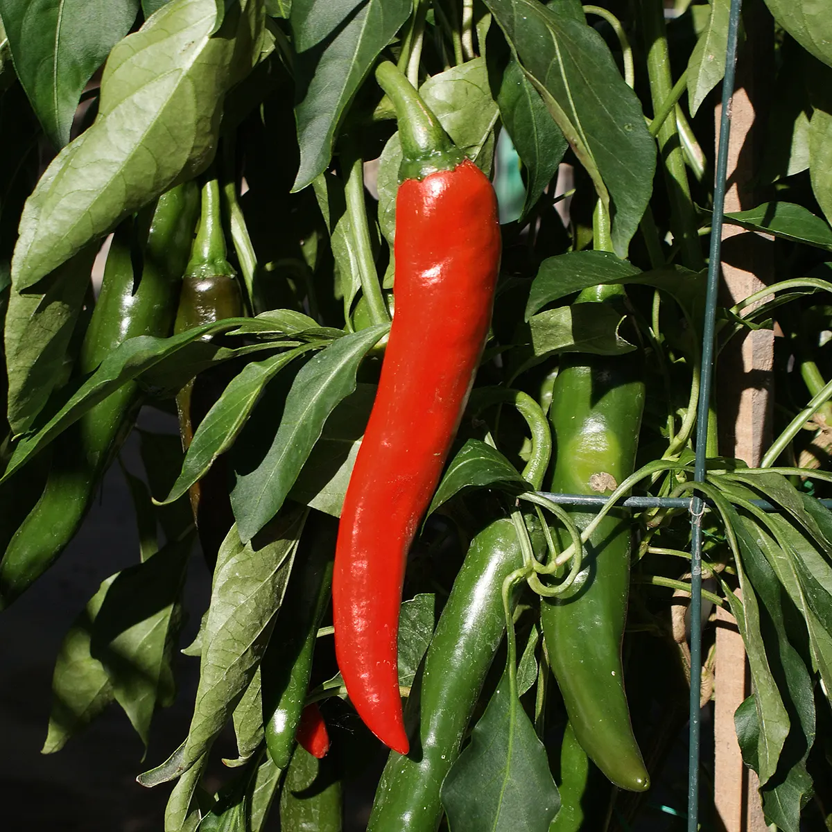 Durango – Image 2