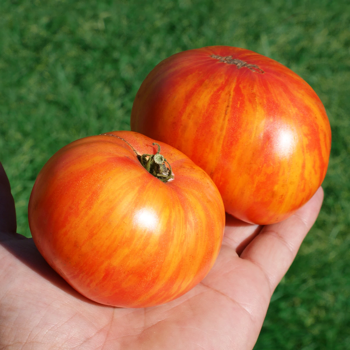Dwarf Confetti – Image 2