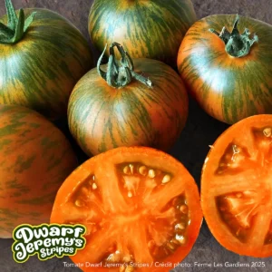 Dwarf Jeremy’s Stripes