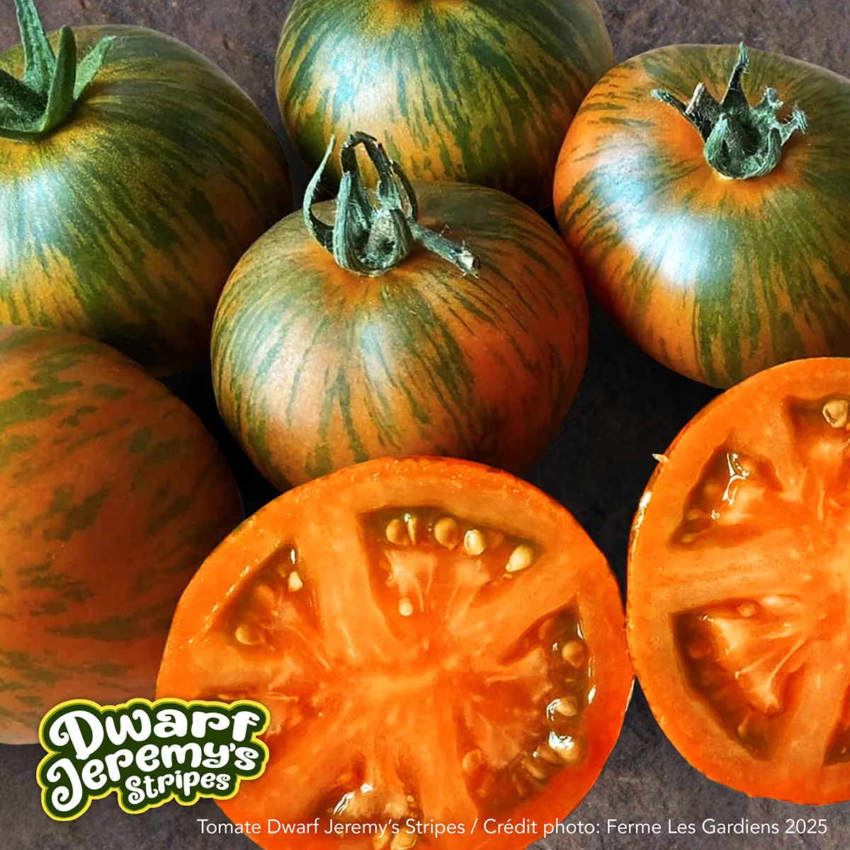 Dwarf Jeremy’s Stripes