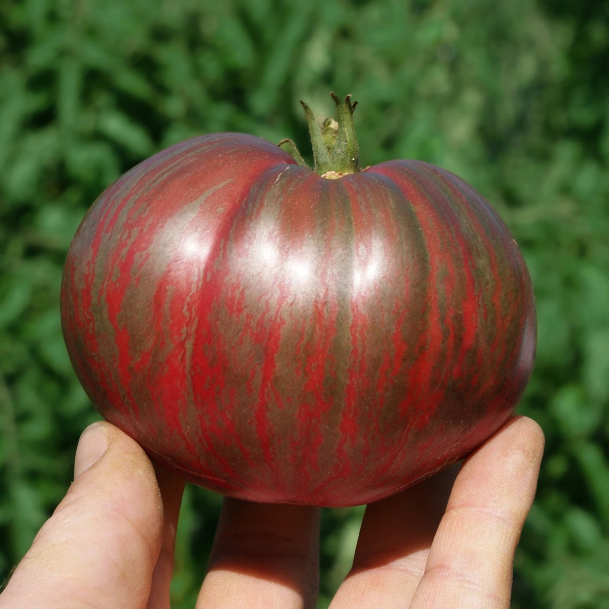 Dwarf Purple Heartthrob – Image 4