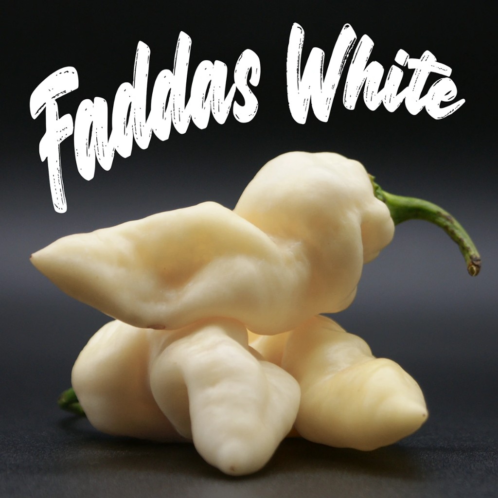 Faddas White