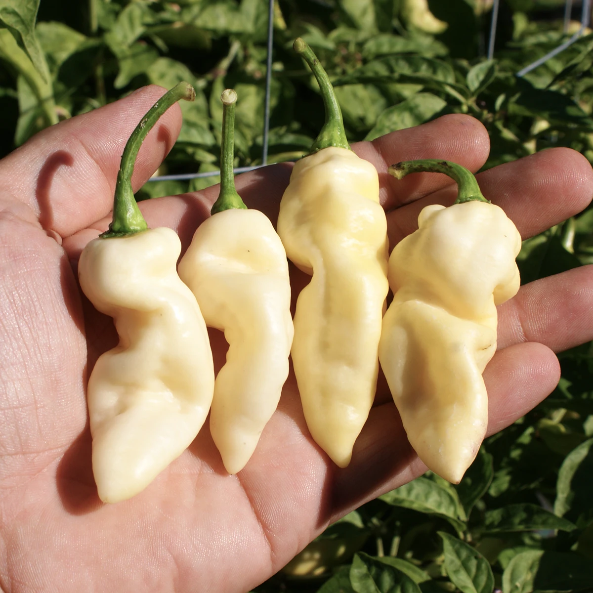 Faddas White – Image 2