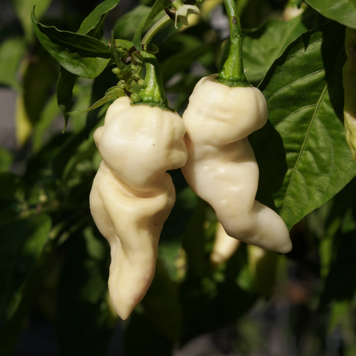Faddas White – Image 3
