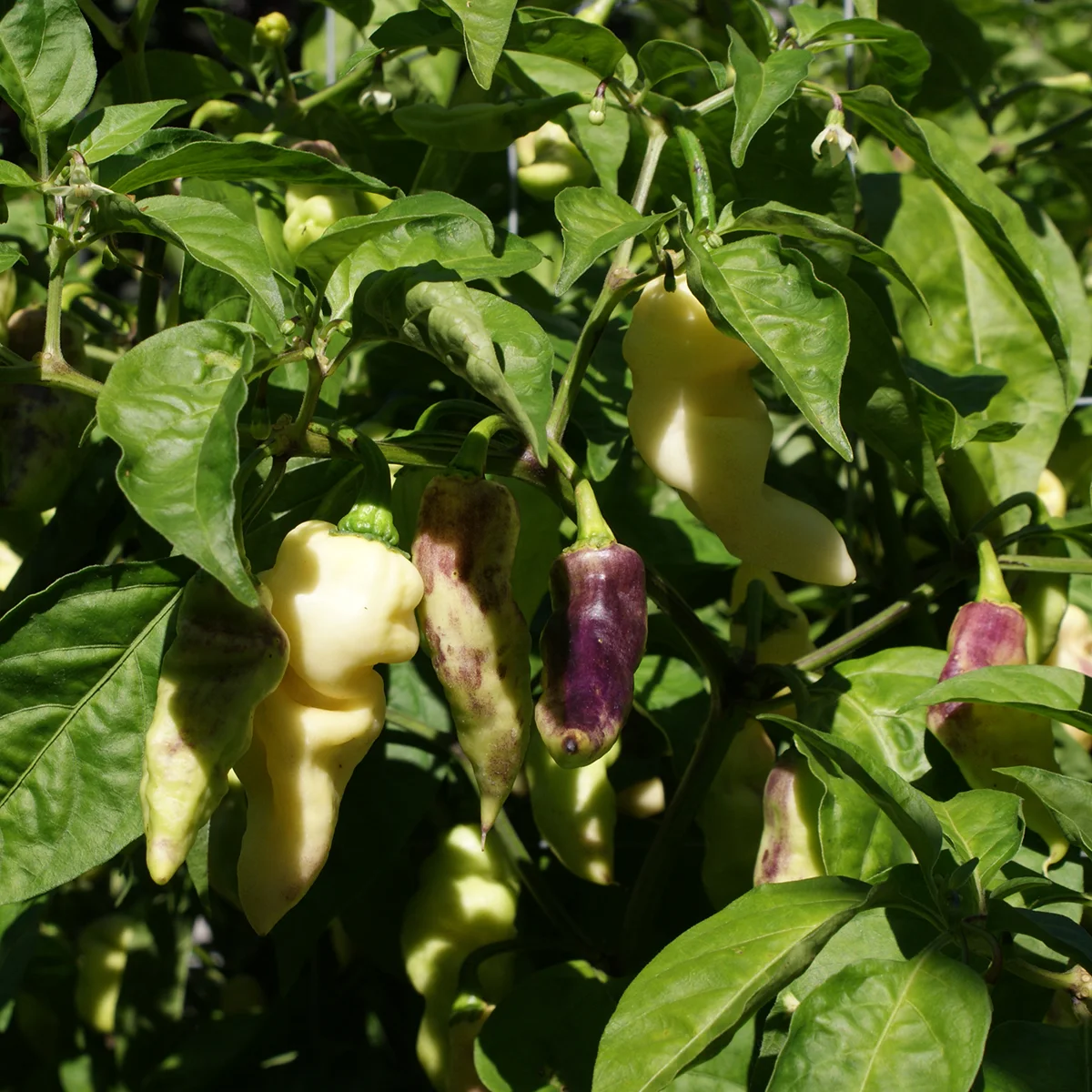 Faddas White – Image 4
