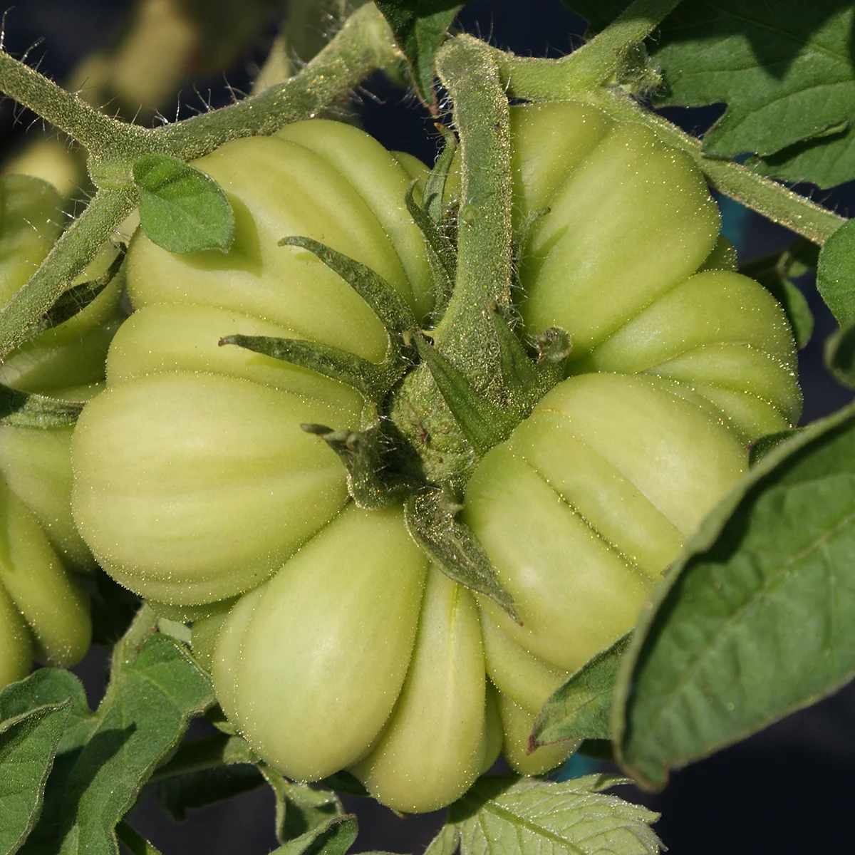 Fleur de Réagir – Image 5