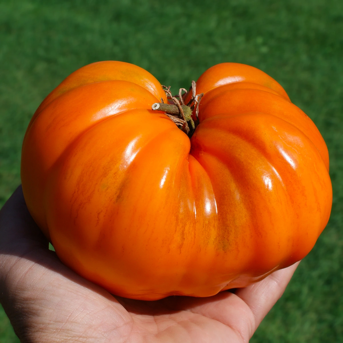 German Orange Strawberry – Image 2