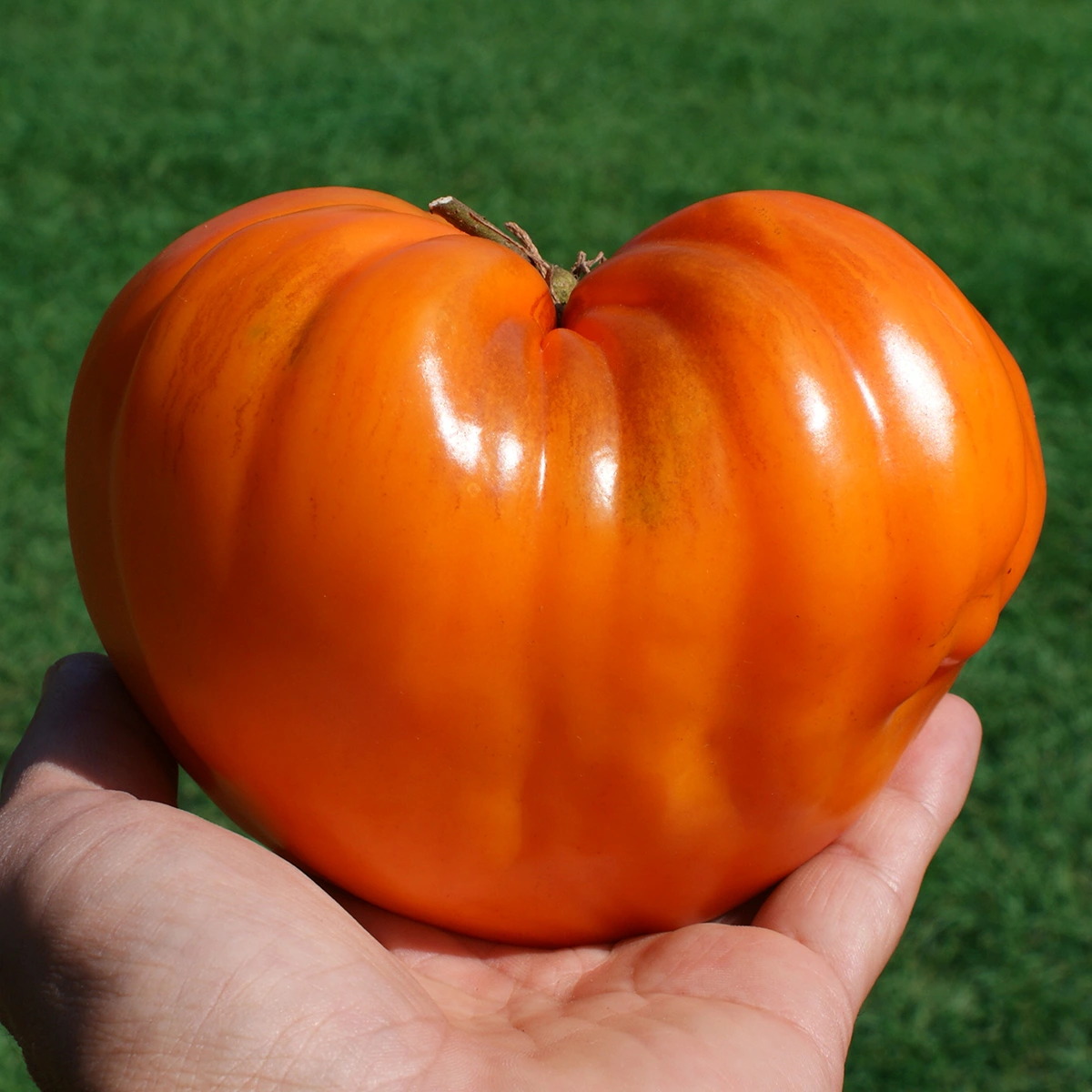 German Orange Strawberry – Image 4