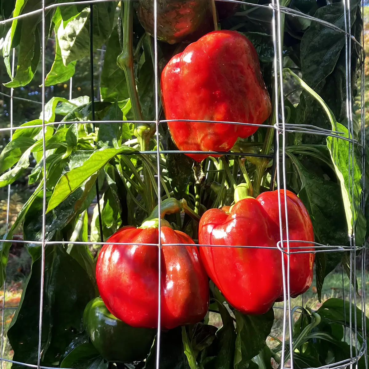 Giant Red Bell – Image 2