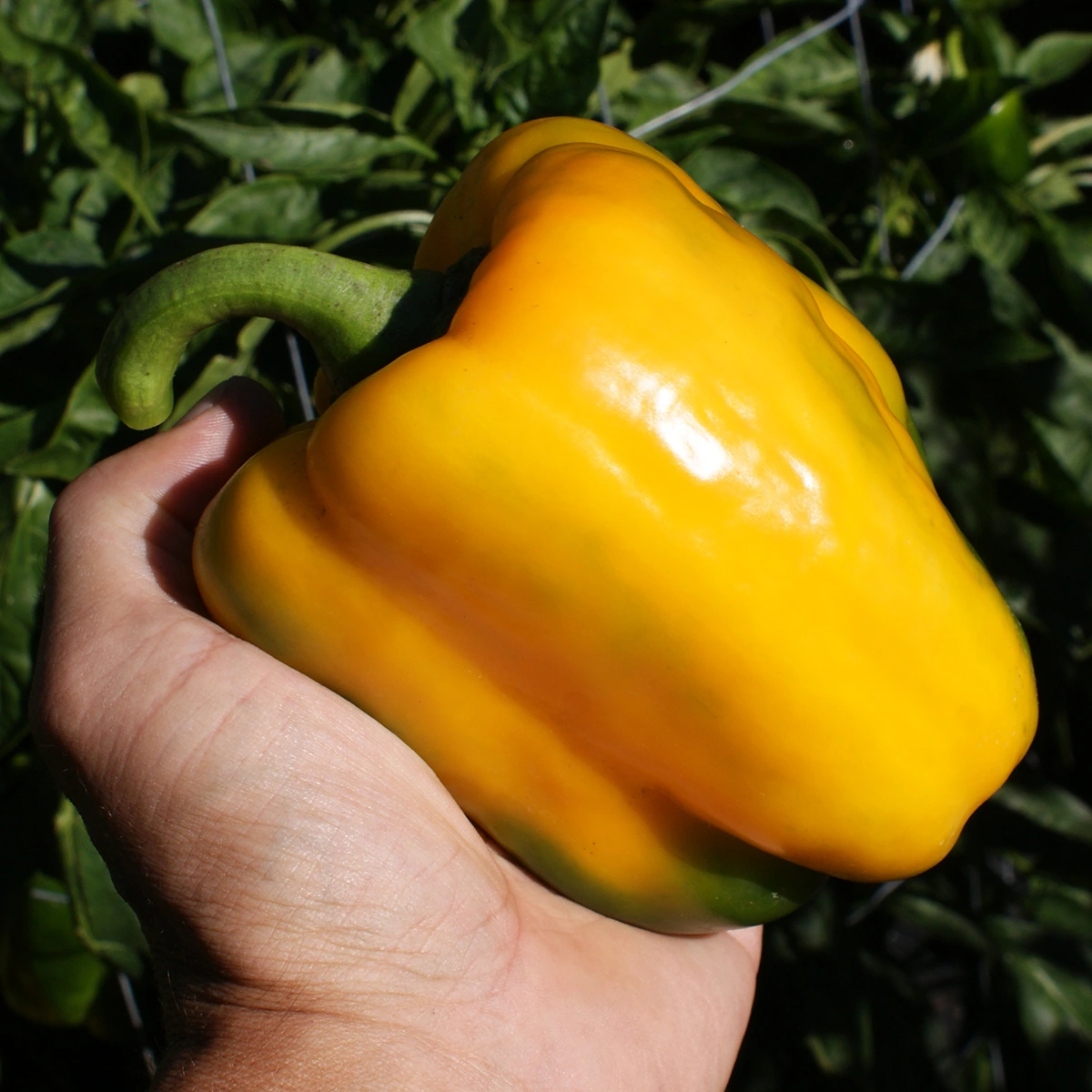 Giant Yellow Bell – Image 2