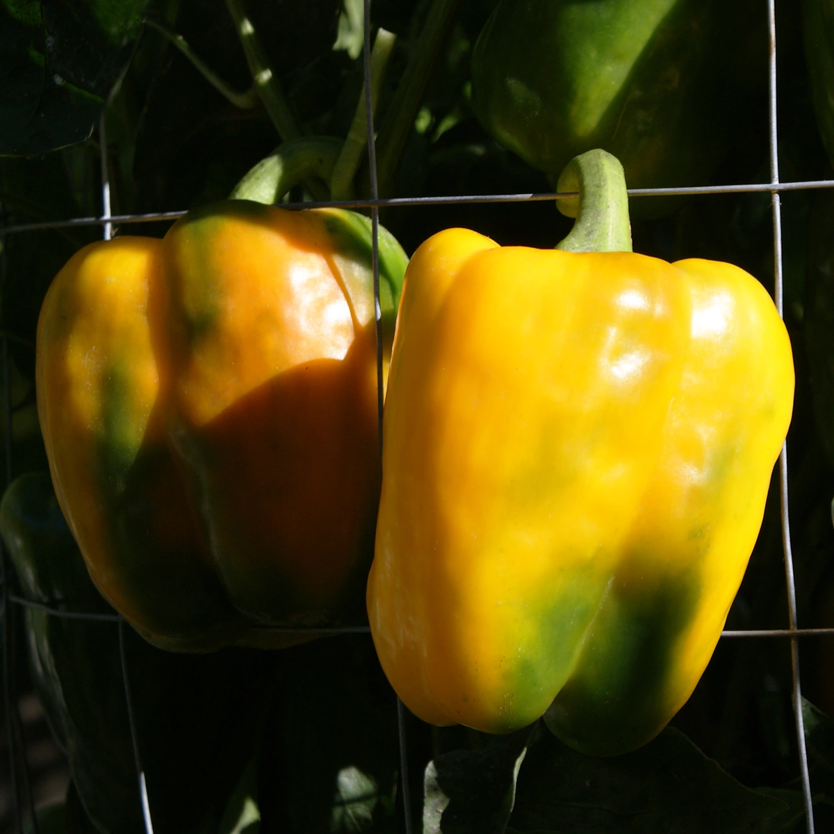 Giant Yellow Bell – Image 3