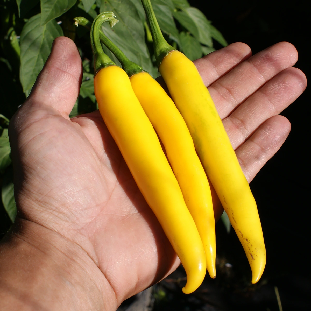 Golden Cayenne – Image 2