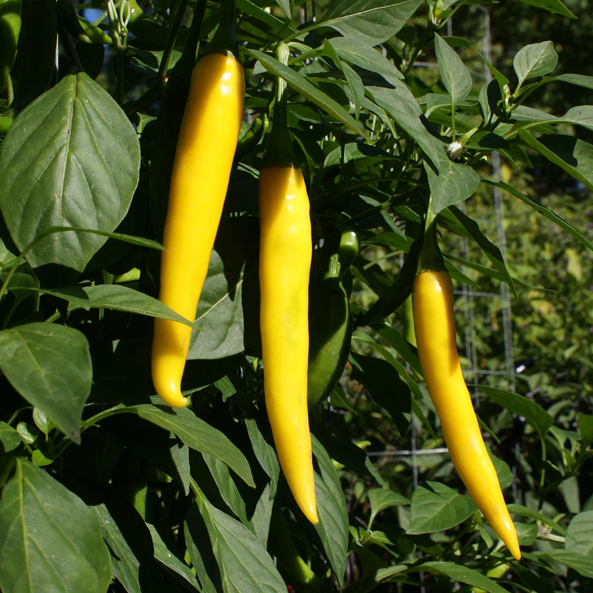 Golden Cayenne – Image 3