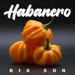Habanero Big Sun