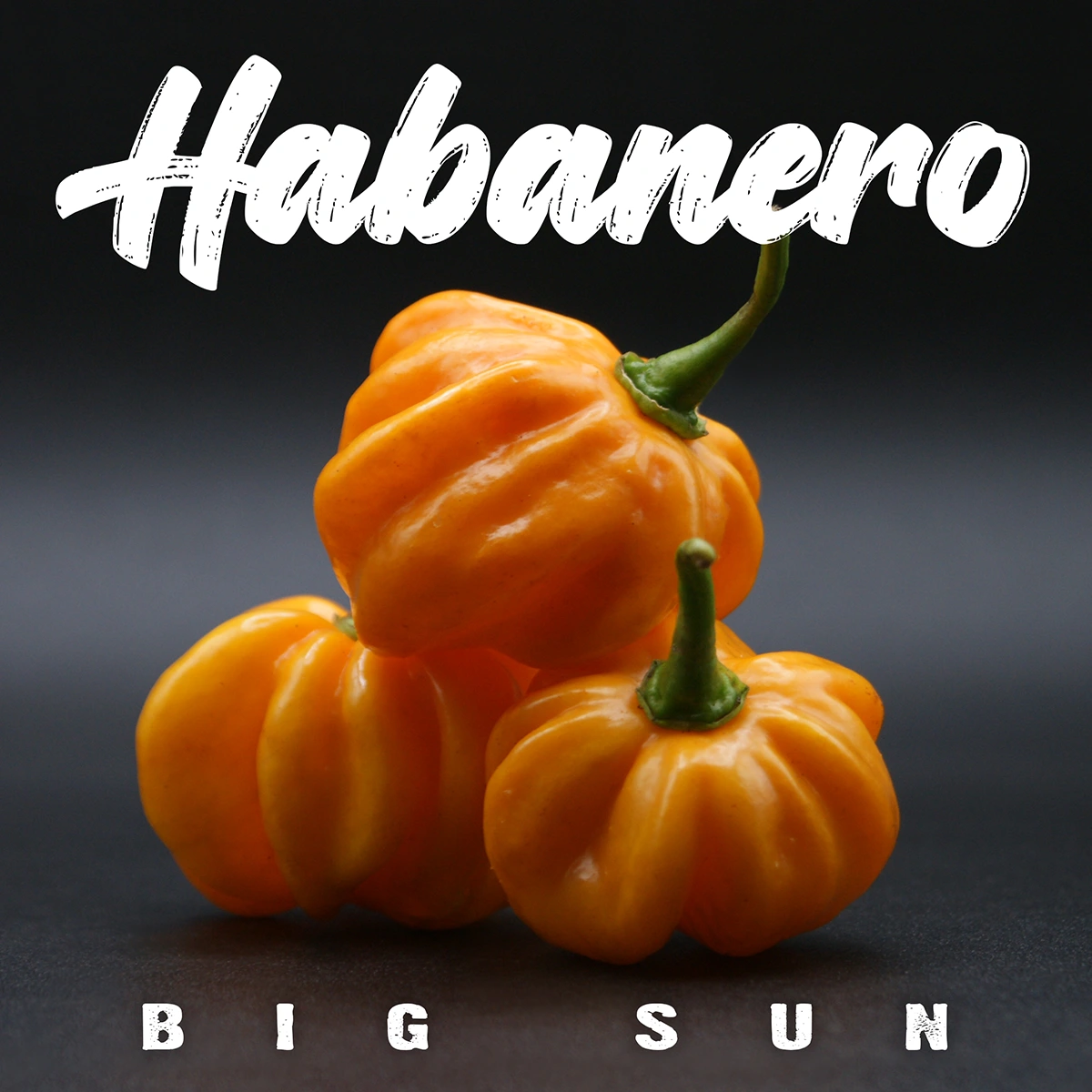 Habanero Big Sun