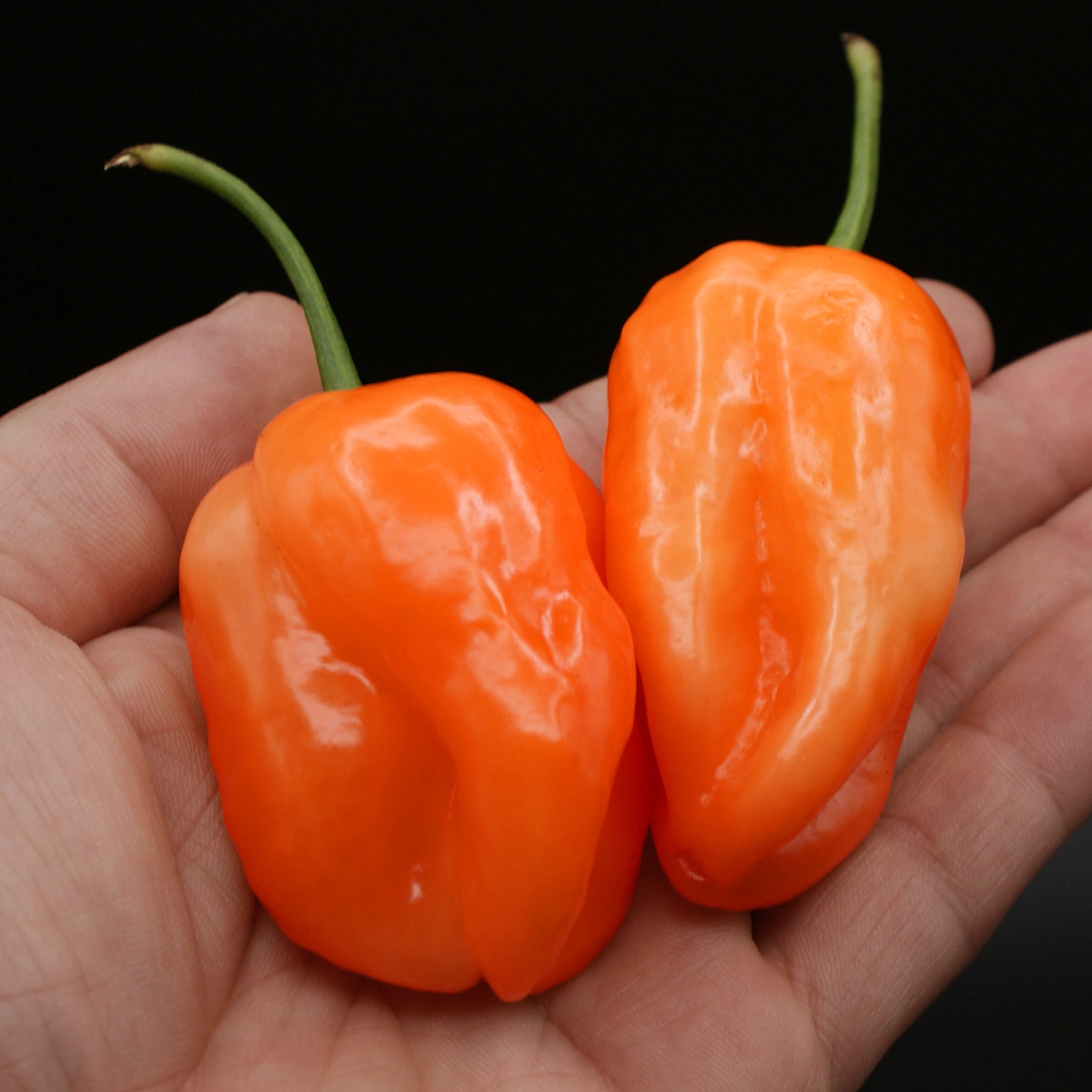 Habanero Orange – Image 2