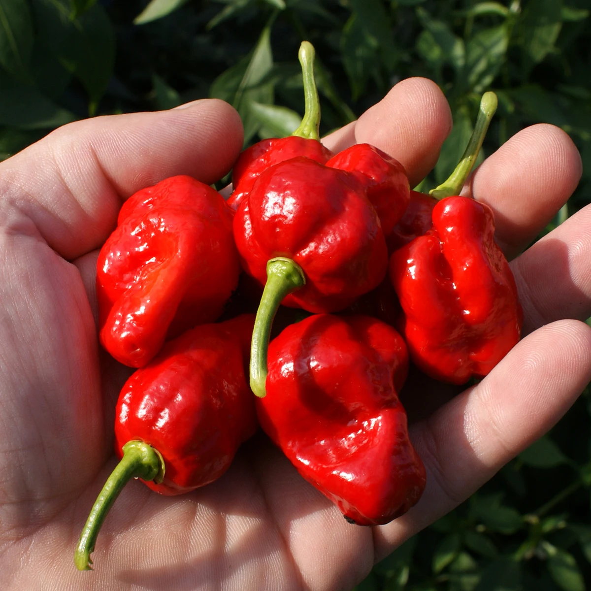 Habanero – Image 2