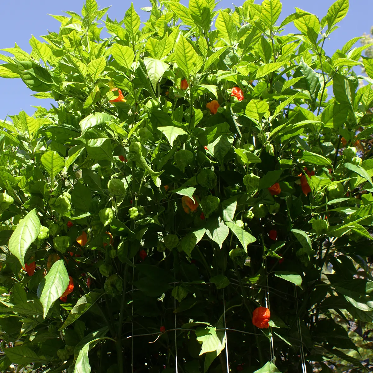 Hurt Berry – Image 6