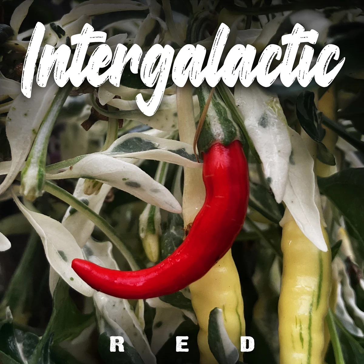 Intergalactic Red