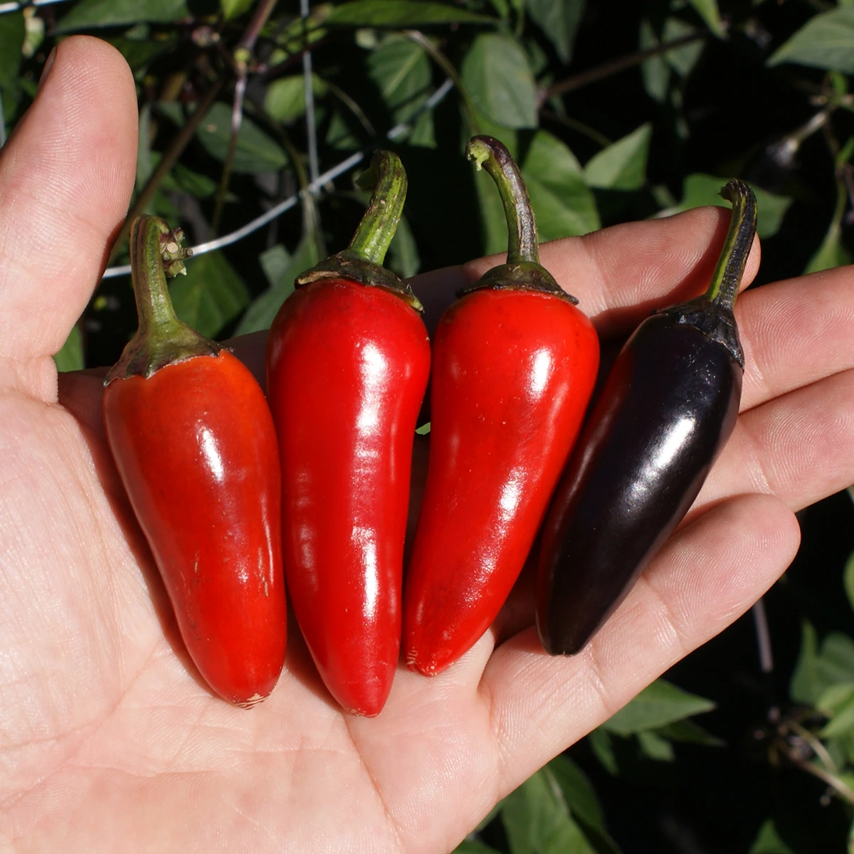 Jalapeno Black – Image 2