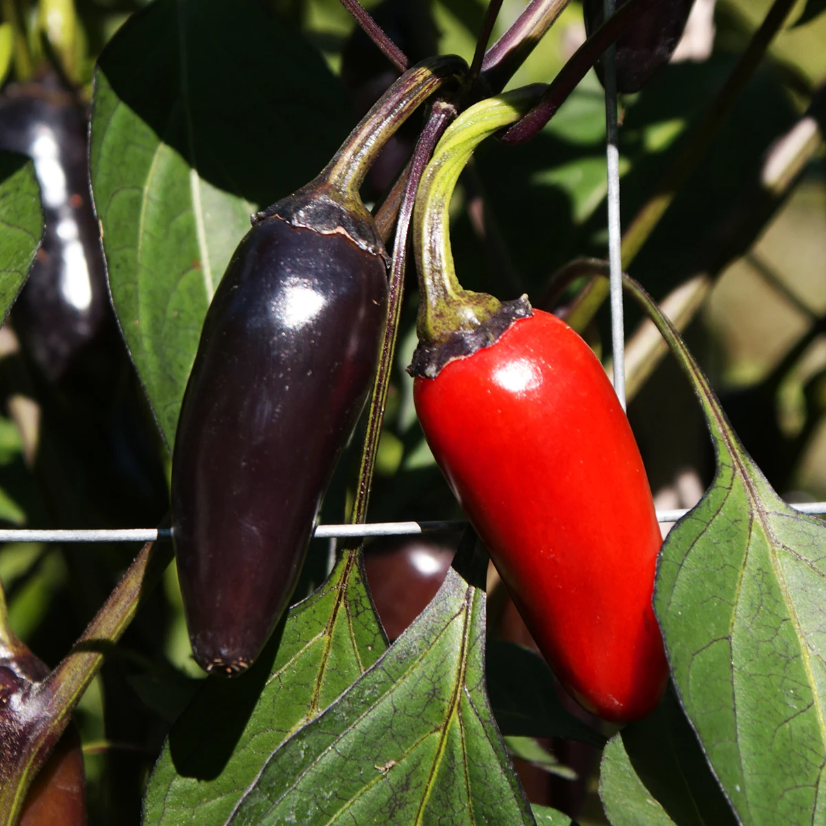 Jalapeno Black – Image 3