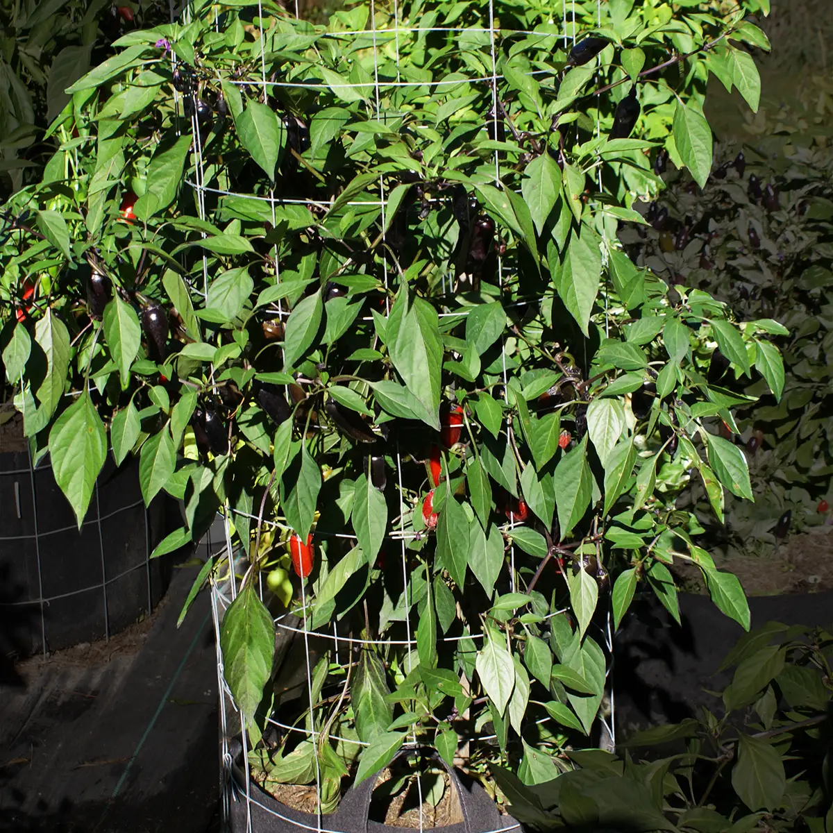 Jalapeno Black – Image 4