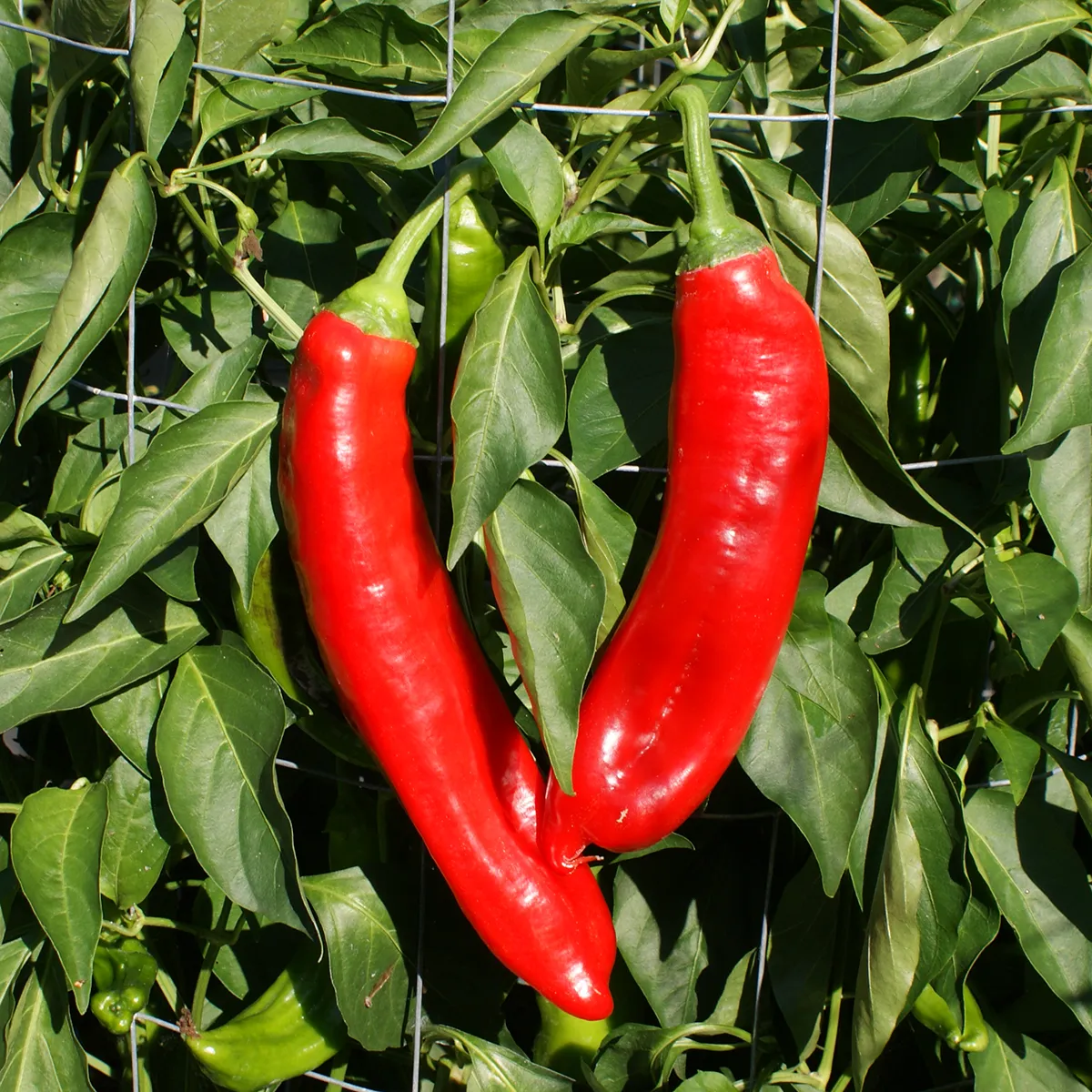 Jalapeno Chernobyl – Image 2