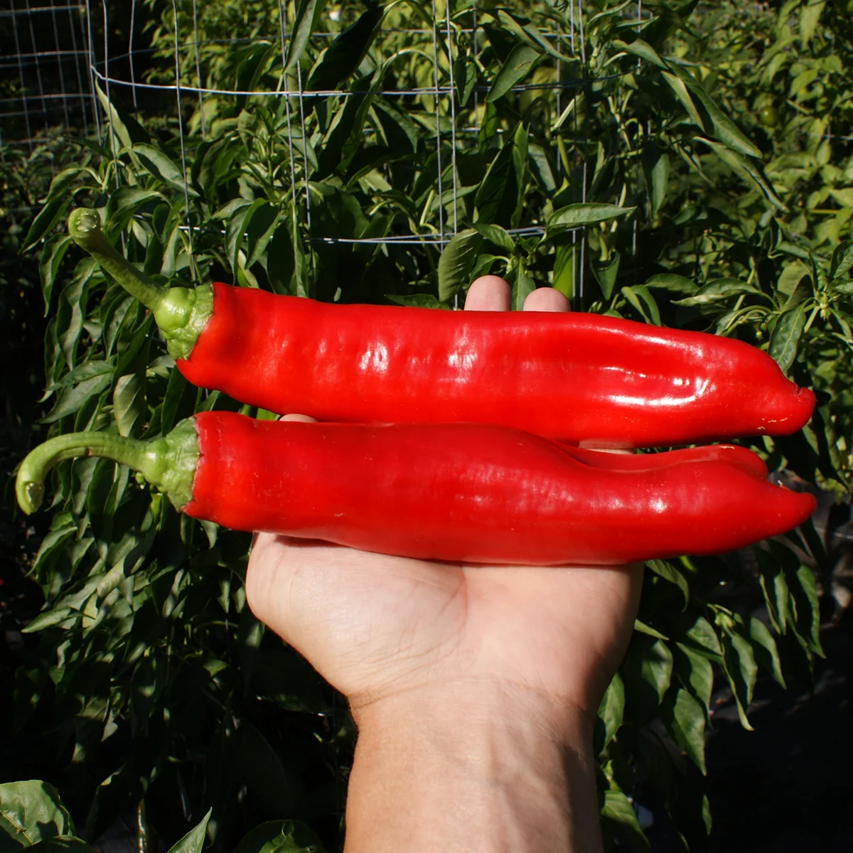 Jalapeno Chernobyl – Image 3