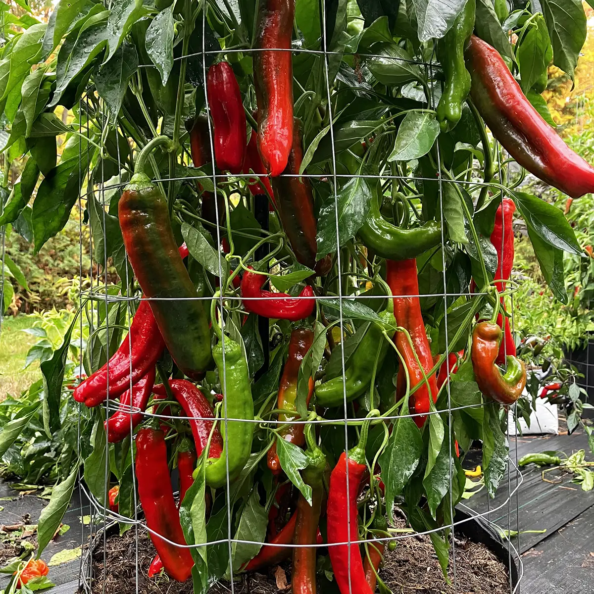 Jalapeno Chernobyl – Image 4