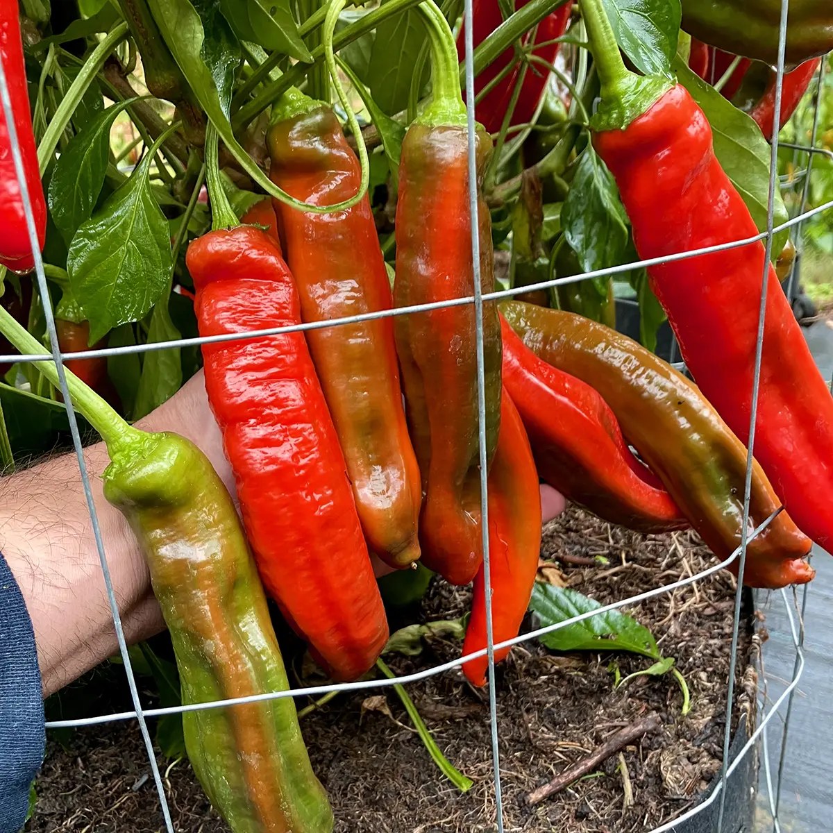 Jalapeno Chernobyl – Image 5