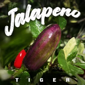 Jalapeno Tiger