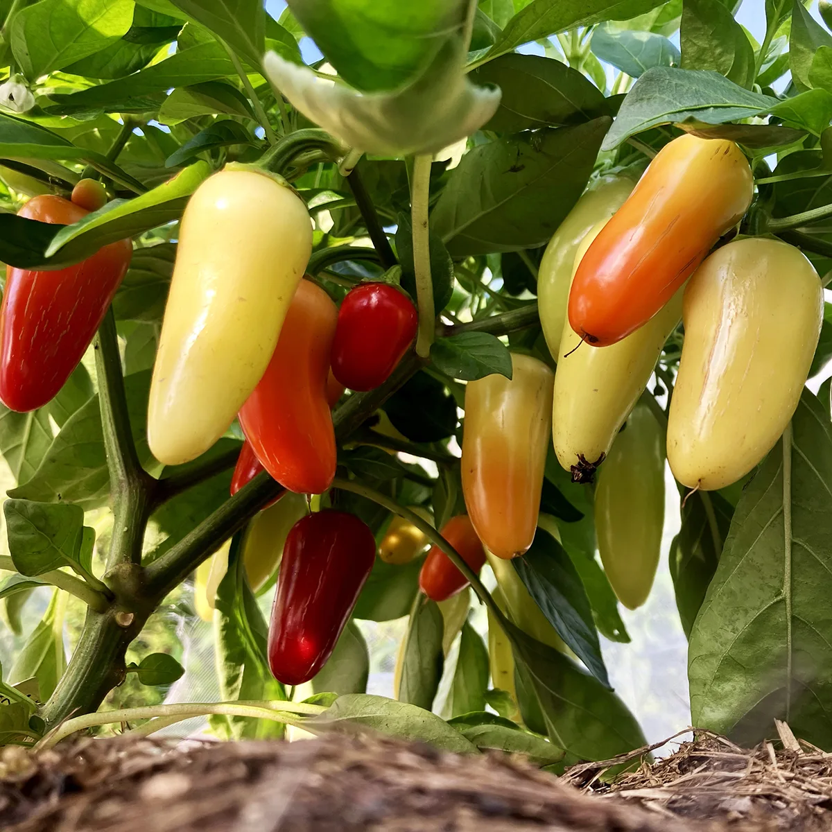Jalapeno White – Image 2