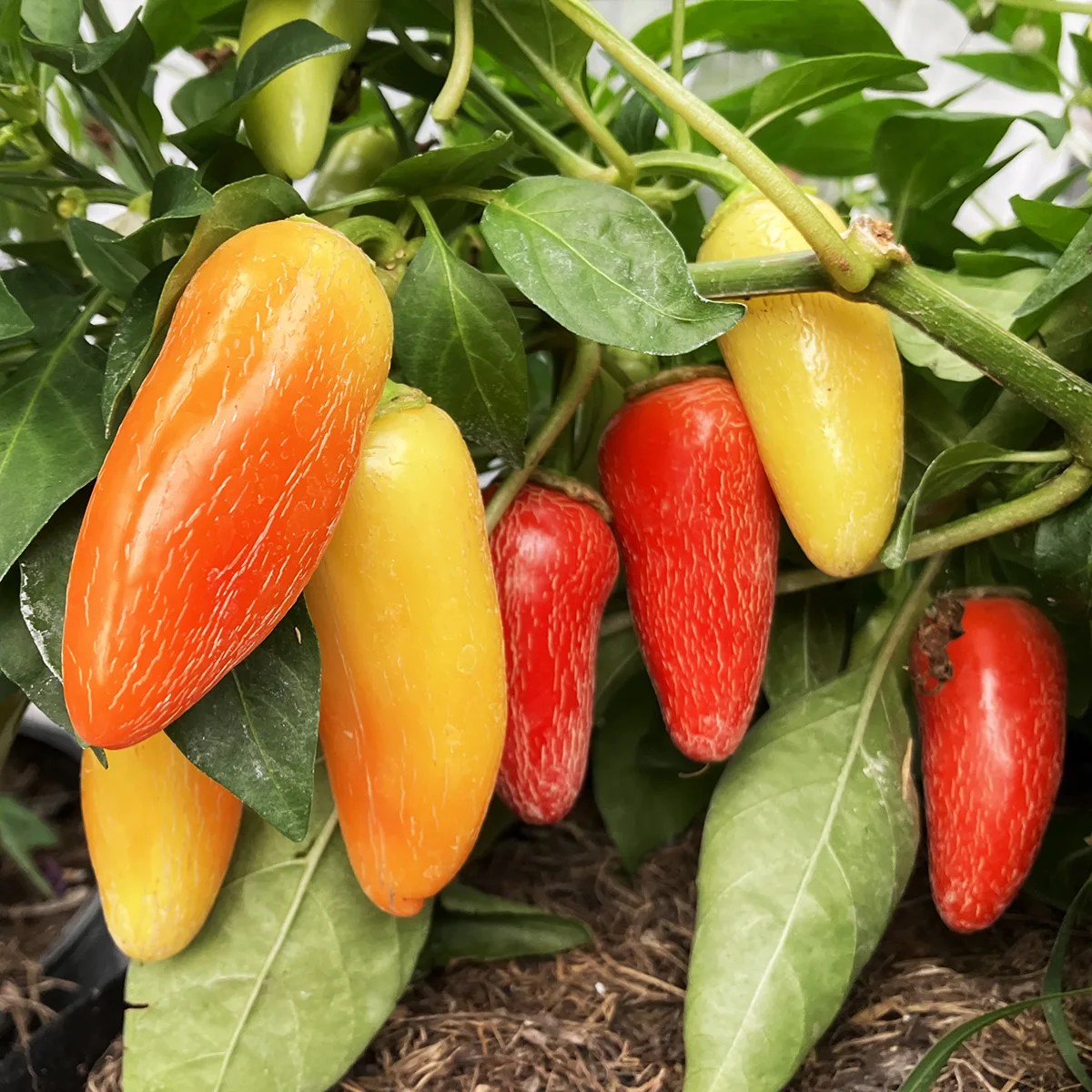 Jalapeno White – Image 3
