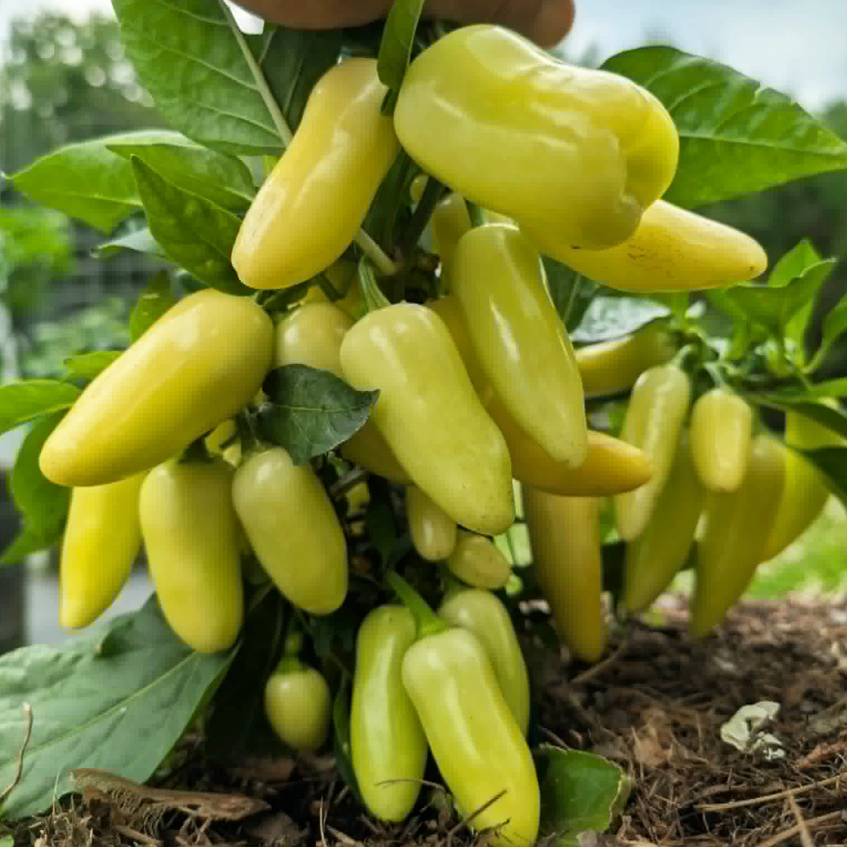 Jalapeno White – Image 4