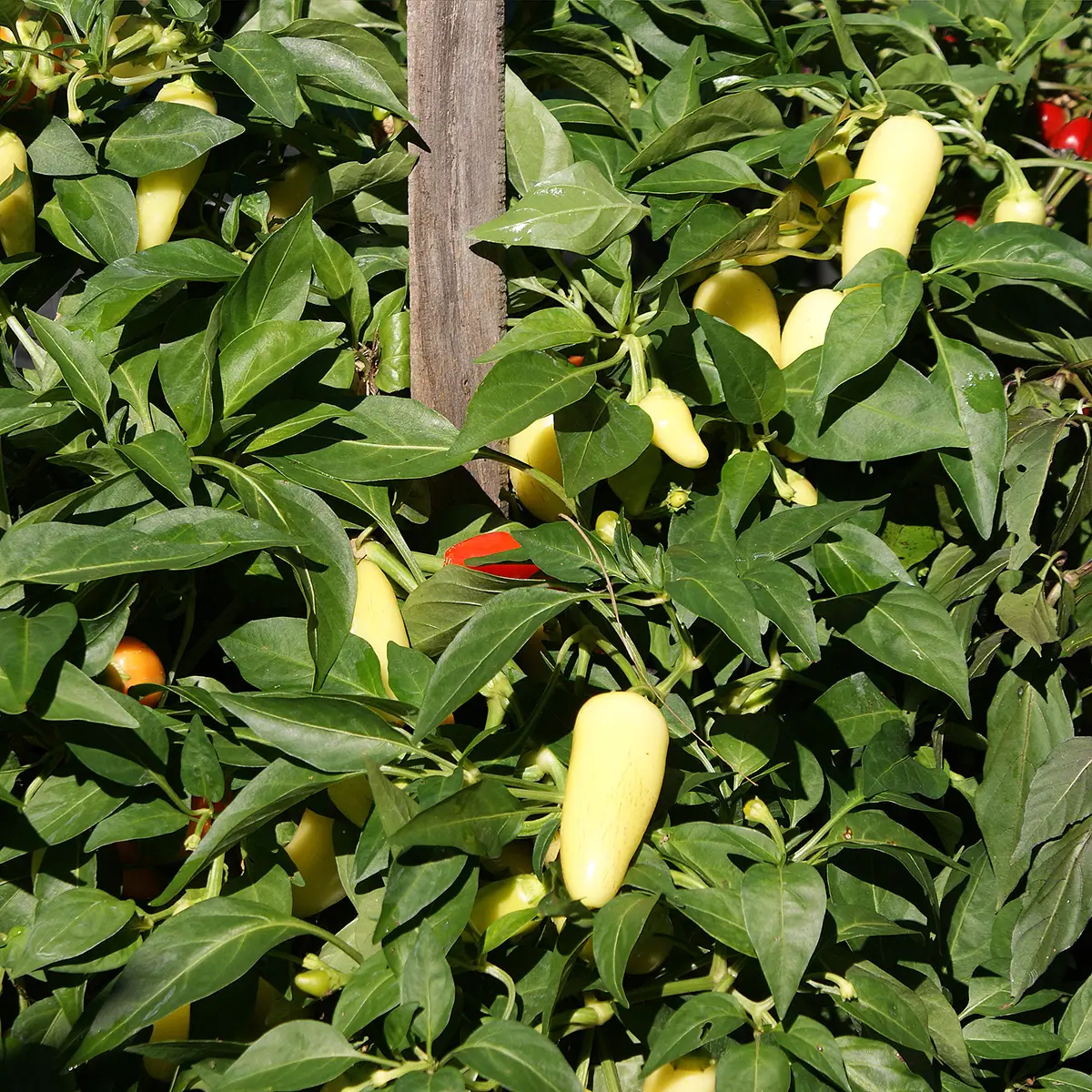 Jalapeno White – Image 5