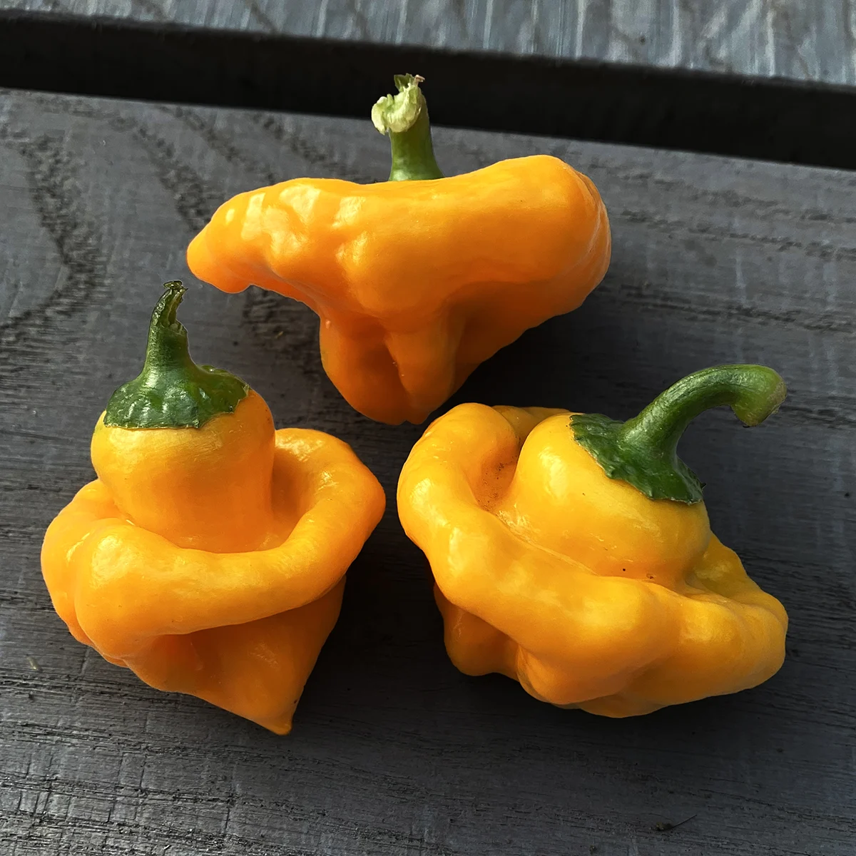 Jamaican Yellow Mushroom – Image 2