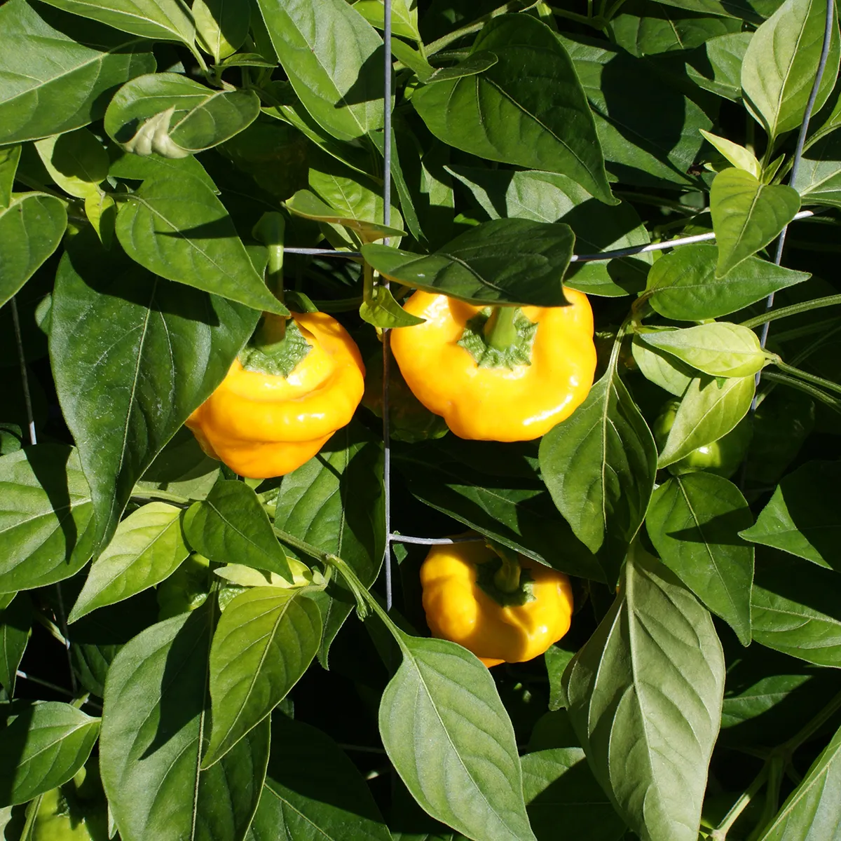 Jamaican Yellow Mushroom – Image 4