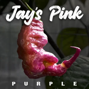 Jay’s Pink Purple