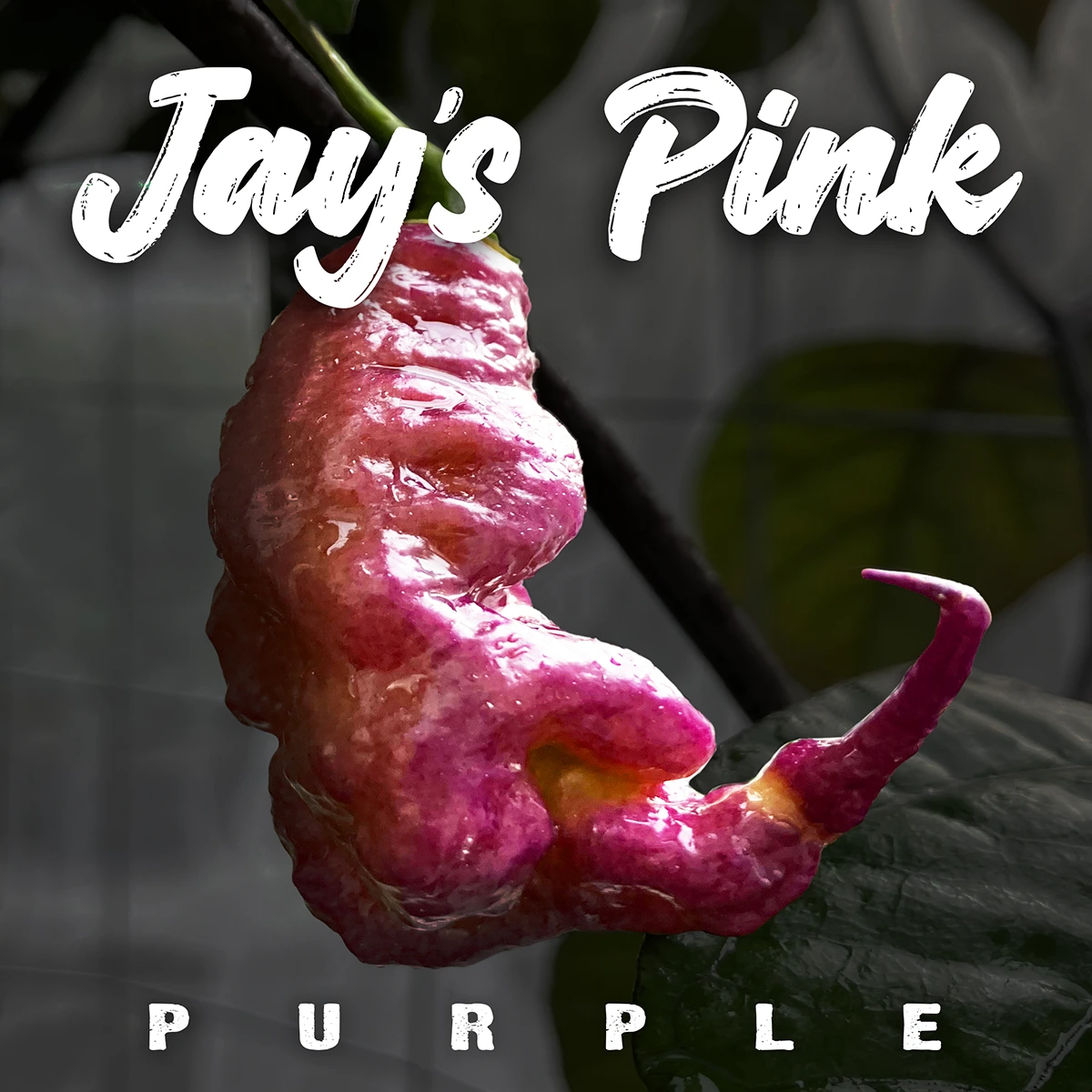 Jay’s Pink Purple
