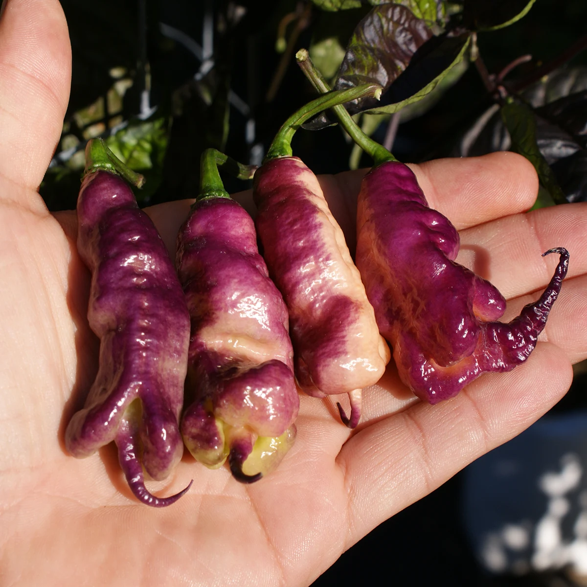 Jay’s Pink Purple – Image 2