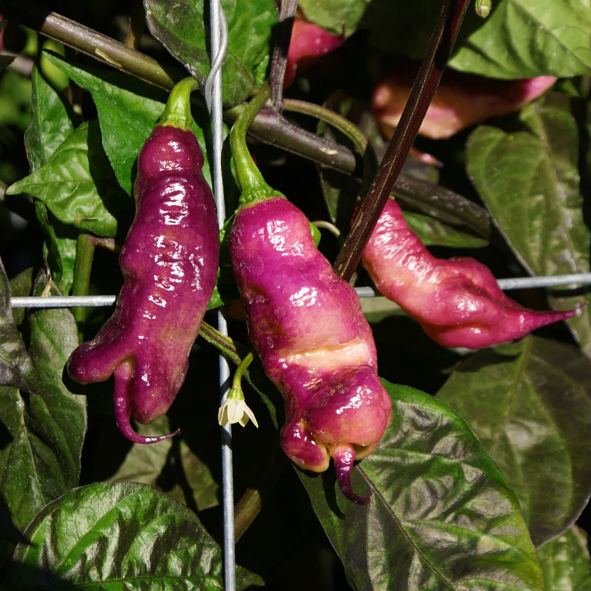 Jay’s Pink Purple – Image 3